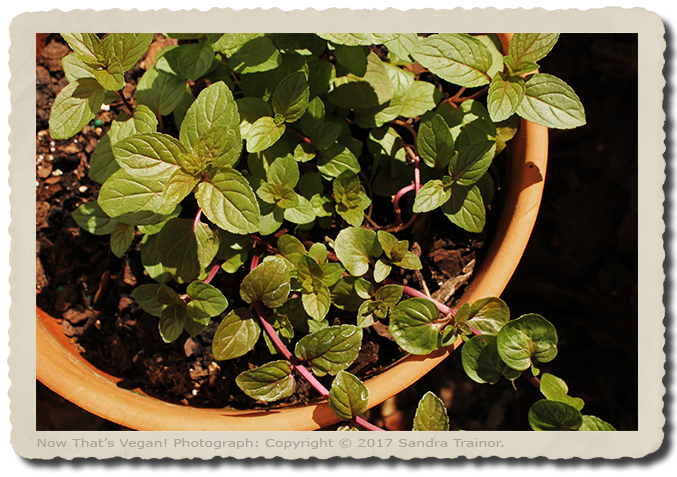A chocolage mint plant growing in a terracotta pot.