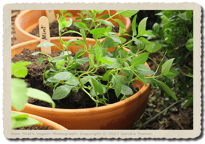 A young mint plant.