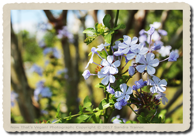 A flowering blue plumbago shrub.