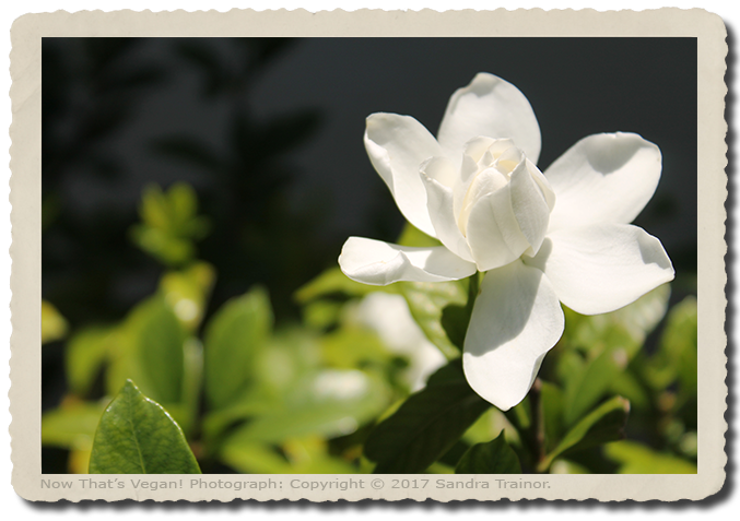 A white gardenia flower.