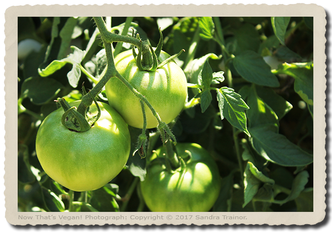 Green tomatoes growing in the garden.