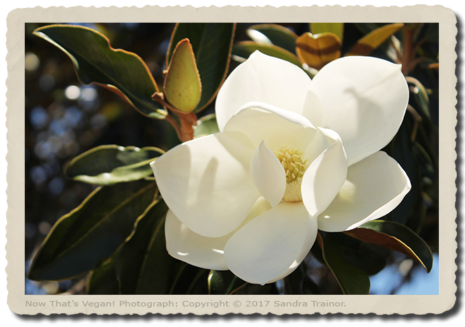 A white magnolia tree flower.