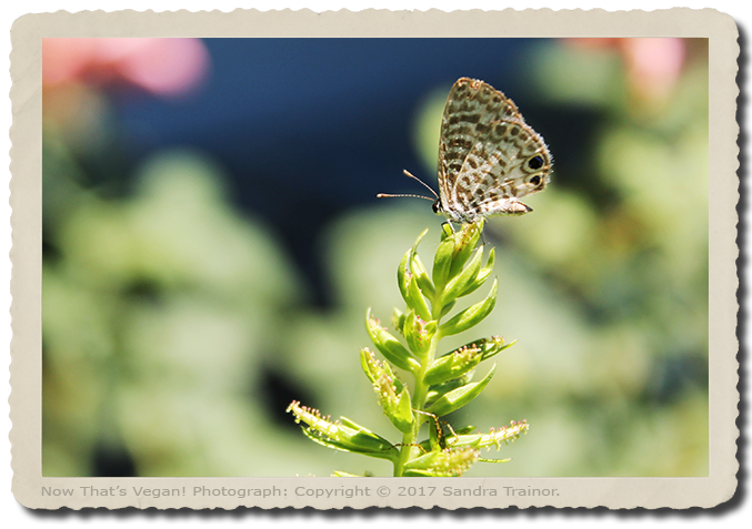 A small moth resting on a plant in the garden.