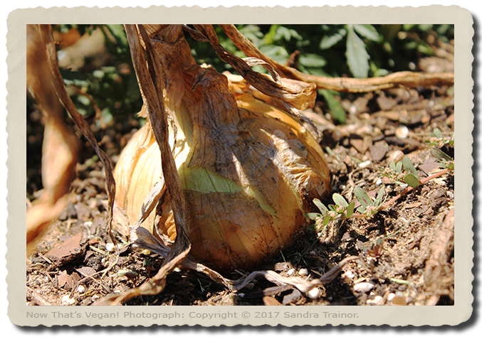 An onion in the garden.