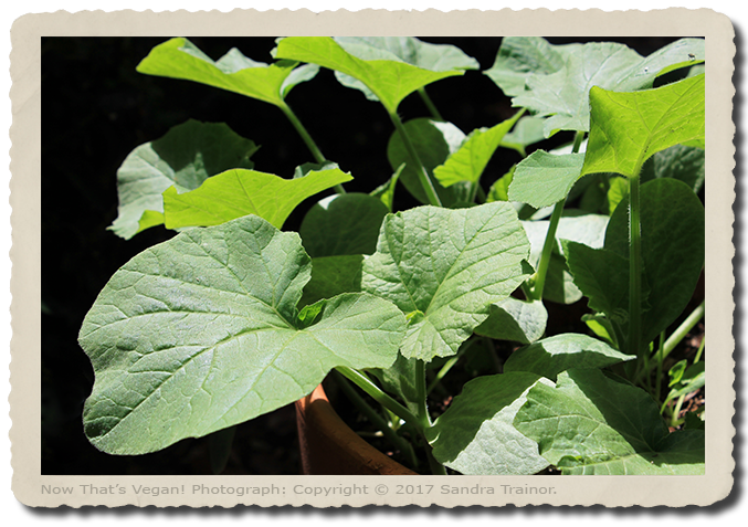 A young squash plant.