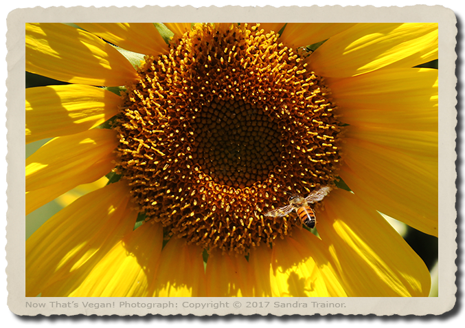 A bee flying around a sunflower.