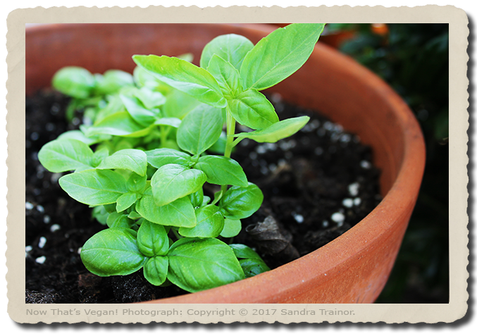 A young basil plant growing in a terracotta pot.