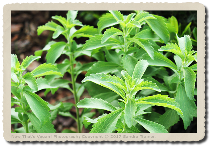 A young stevia plant growing in a terricota pot.